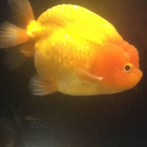 Meet your Posher, Tian bing